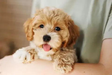 Uroczy szczeniak maltipoo, który może żyć nawet 15 lat, z języczkiem na wierzchu, w ramionach opiekuna.
