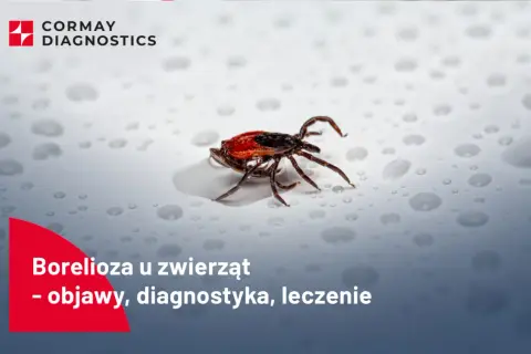 Kleszcz na mokrej powierzchni.