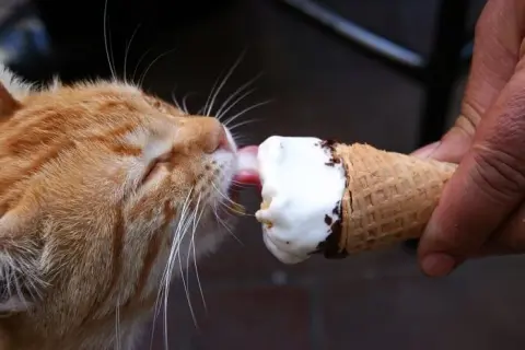 Czy koty mogą jeść lody? Dowiedz się, dlaczego to niebezpieczne