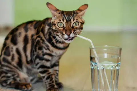 Gato bengalí con pajita en la boca, bebiendo de un vaso. ¡Parece que mi gato no bebe agua de otra forma!