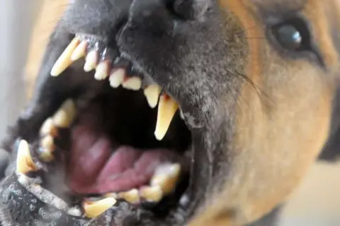 Ein Hund fletscht seine Zähne. Das Fletschen zeigt seine scharfen Reißzähne und warnt vor Aggression.