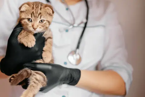 Gato atigrado en manos enguantadas de veterinario, con estetoscopio. Posiblemente evaluando síntomas de síndrome vestibular en gatos.