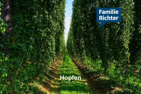 Reihe von hohen Hopfenpflanzen, die einen Weg säumen. Ein Schild mit "Familie Richter" ist oben rechts angebracht.