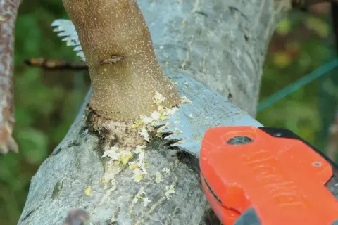 Un ramo di noce viene tagliato con una sega. La potatura noce è essenziale per la salute dell'albero.