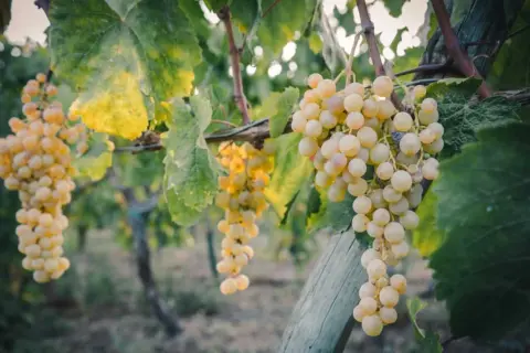 Grappoli dorati di caprettone del Vesuvio pendono rigogliosi, baciati dal sole, pronti per essere trasformati in un vino unico.