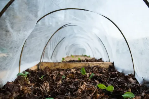 Små plantor spirar i den mullrika jorden under en tunnel av fiberduk.