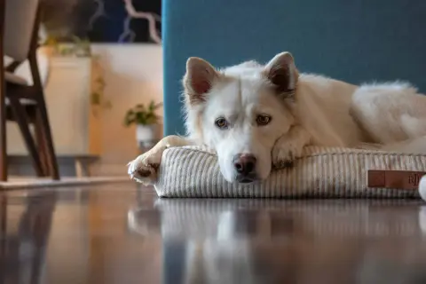 Un perro blanco yace en su cama, con la cabeza apoyada en una pata. Su mirada triste podría indicar depresión en perros.
