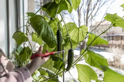 En hand med röda saxar klipper av en mogen gurka, en Cucumis sativus, från en frodig planta vid ett fönster.