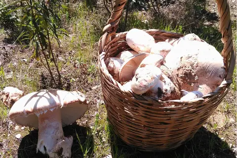 Cesta llena de setas amanita ponderosa recién recolectadas, junto a otra seta en el suelo.