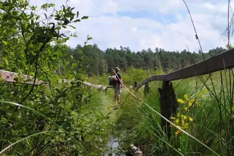 Wędrowiec idzie drewnianym pomostem przez mokradła w kierunku lasu. W oddali widać las, a nad nim błękitne niebo z chmurami. To malownicze **kobyle jezioro**.
