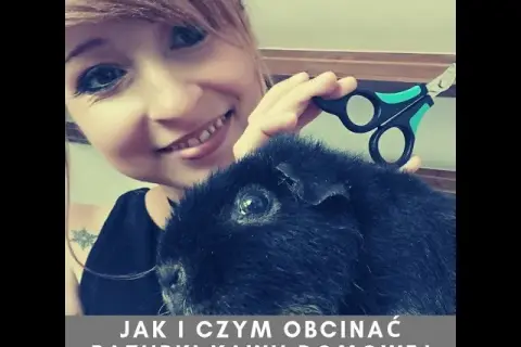 Jak obciąć paznokcie śwince morskiej bez stresu i bólu