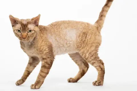 Devon Rex w schronisku: jak pomóc chorym kotom w Bytomiu