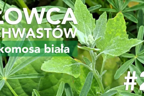 Jak skutecznie zwalczać chwast komosa i chronić swoje uprawy