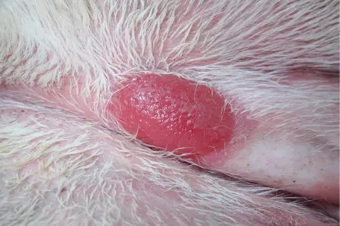 Obrzęknięta, czerwona zmiana skórna u kota, przypominająca mastocytoma. Widać białe futro i różową skórę.