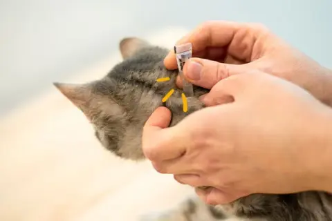 ¿A los gatos se les pega las garrapatas? Riesgos y prevención esenciales