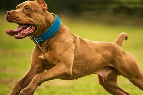 Mocny staffordshire bull terrier w niebieskiej obroży biegnie po trawie, z językiem na wierzchu.