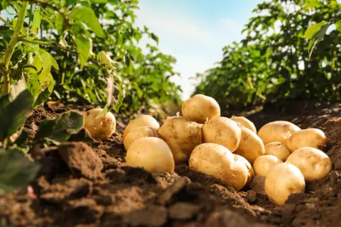 Świeżo wykopane ziemniaki leżą na polu, pokazując, skąd pochodzą ziemniaki. Zielone łodygi i liście otaczają kopczyki ziemi.