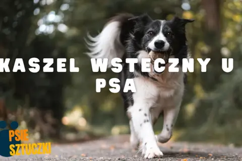 Pies rasy border collie biegnie z piłką w pysku. Napis na zdjęciu: "Kaszel wsteczny u psa".