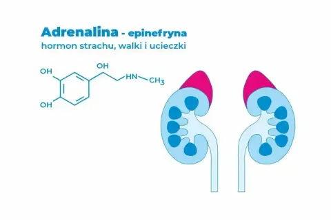 Struktura chemiczna adrenaliny, hormonu strachu, walki i ucieczki, oraz schemat nerek.