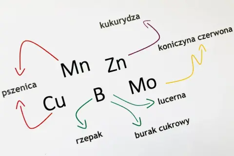 Schemat pokazuje, jak mikroelementy (Mn, Zn, Cu, B, Mo) wpływają na rozwój roślin: pszenicy, kukurydzy, koniczyny czerwonej, rzepaku, lucerny i buraka cukrowego.