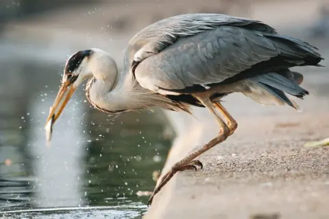 Un héron gris, perché au bord de l'eau, attrape un poisson dans son bec. Les éclaboussures témoignent de l'action.
