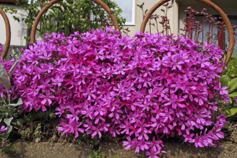 Ein Teppich aus pinken Phloxblüten bedeckt den Boden. Der ideale **Phlox Standort** ist sonnig, um diese Blütenpracht zu ermöglichen.