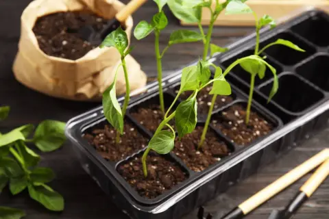 Små plantor av chili odla i en kruka med jord. Bredvid finns en påse med jord och trädgårdsredskap.