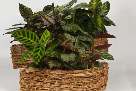 Krzewy calathea w wiklinowych osłonkach. Dowiedz się, jak dbać o te piękne rośliny, by cieszyć się ich egzotycznymi liśćmi.
