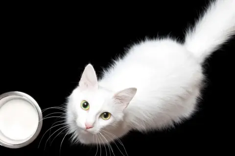 Un gato blanco con ojos verdes mira un cuenco de leche, demostrando que los gatos pueden beber leche.