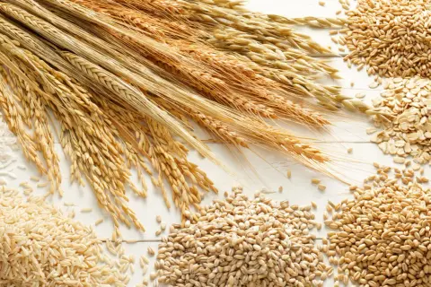 Kłosy zbóż, ryż, płatki owsiane i ziarna. To wszystko zawiera gluten, białko kluczowe w wypiekach.