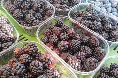Frische Brombeeren in Plastikschalen. Darf Hund Brombeeren essen? Ja, in Maßen sind sie ein gesunder Snack für Hunde.