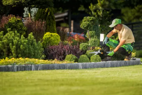 Un jardinier taille un arbuste persistant aux formes arrondies. Le gazon est parfaitement entretenu.