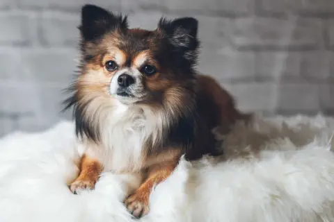 Uroczy piesek rasy chihuahua, z długą, brązowo-białą sierścią, leży na białym futerku. Może to być czas cieczki u psa, gdy szuka komfortu.