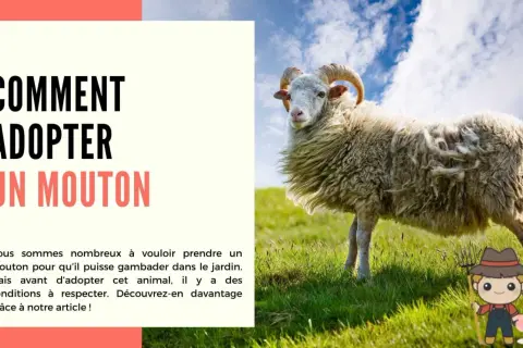 Un mouton à cornes se tient dans un pré verdoyant. L'image suggère comment adopter un mouton.