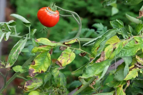 Czerwony pomidor z plamami, liście rośliny pokryte brązowymi i żółtymi przebarwieniami, oznaki zarazy ziemniaczanej na pomidorach.