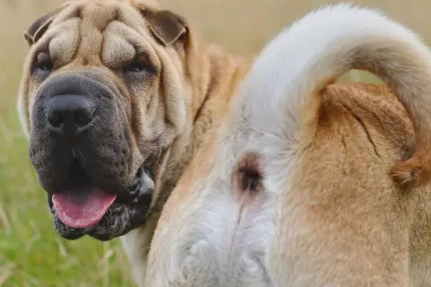 Perro Shar Pei con posible irritación anal, similar a hemorroides en perros. Su cara arrugada y lengua afuera muestran su estado.