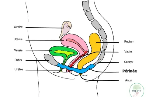 Schéma du **organe pelvien femme** : ovaire, utérus, vessie, pubis, urètre, vagin, rectum, coccyx, périnée, anus.