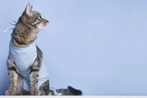 Getigerte Katze im blauen Body nach Kastration, sieht nachdenklich zur Seite.
