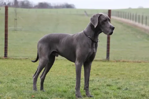 Piękny dog niemiecki, który żyje średnio 8-10 lat, stoi na zielonej łące.