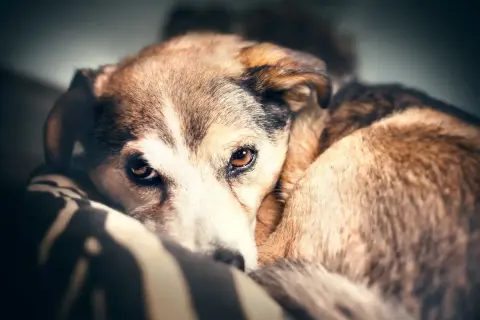 Perro mestizo de pelaje marrón y blanco, con ojos tristes. Parece cansado, quizás mi perro jadea mucho por la noche y por eso descansa así.