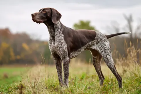 En brunvit hund står i ett gräsigt fält. Hur många hårstrån har en hund? Det är omöjligt att räkna, men denna hund ser ut att ha en vacker päls.