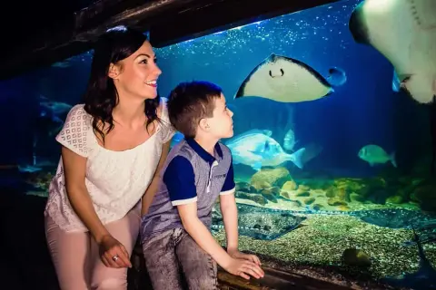 Odkryj fascynujący świat w oceanarium Londyn – atrakcje i porady