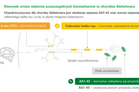 Schemat przedstawia zmiany białka tau i amyloidu w chorobie Alzheimera. Wzrost p-tau (181) i całkowitego białka tau wskazuje na uszkodzenie neuronów.