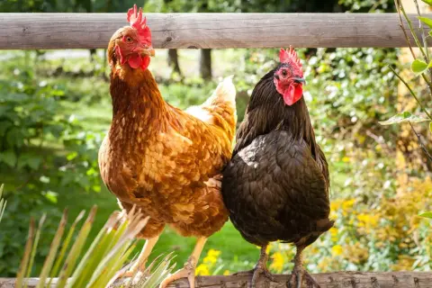 Zwei Hühner, ein braunes und ein schwarzes, sitzen auf einem Holzzaun. Gute Huhn Haltung bedeutet Platz und frische Luft.