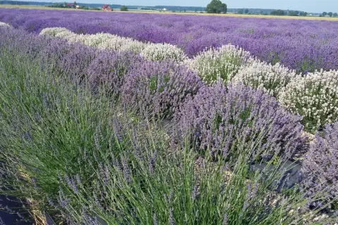 Pola lawendy w różnych odcieniach fioletu i bieli. Widać kolejne etapy uprawy lawendy krok po kroku, od zielonych pędów po kwitnące krzewy.