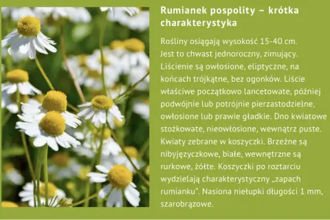 Rumianek pospolity, znany z zastosowania w medycynie ludowej i kosmetyce, kwitnie białymi płatkami i żółtym środkiem.