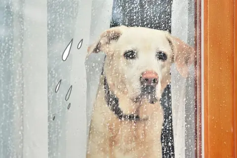 Ein Hund schaut traurig durch ein regennasses Fenster. Er hat keine Lust, bei diesem Wetter rauszugehen.