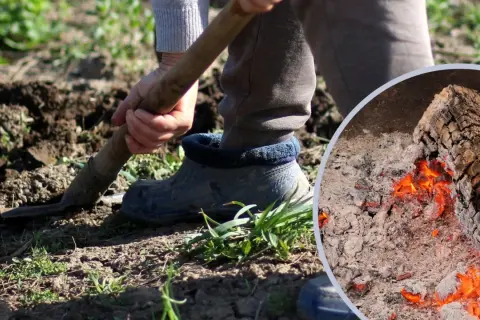 Osoba kopie ziemię, a obok żarzy się ognisko, z którego powstaje cenny popiół drzewny.