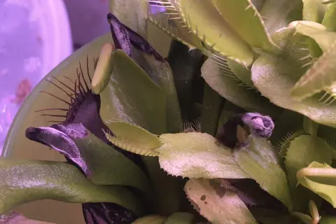 Moisissure sur les pièges d'une Dionaea muscipula dans un terrarium. Les feuilles sont vertes et pourpres, avec des traces blanches de moisissure.