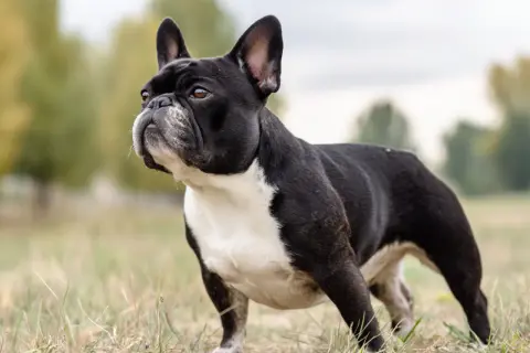 Svartvit fralla hund står i gräs med träd i bakgrunden.